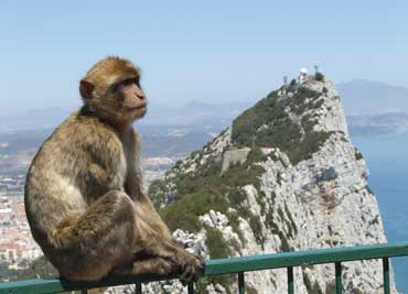 Tour Gibraltar. Monos del peñón